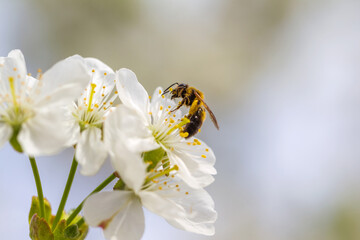 A bee on the spring flower cherry