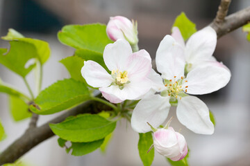 apple blossoms in spring on white background. Soft Focus