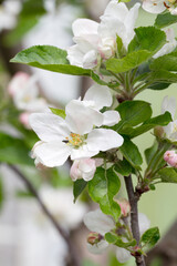 apple blossoms in spring on white background. Soft Focus