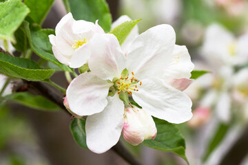 apple blossoms in spring on white background. Soft Focus