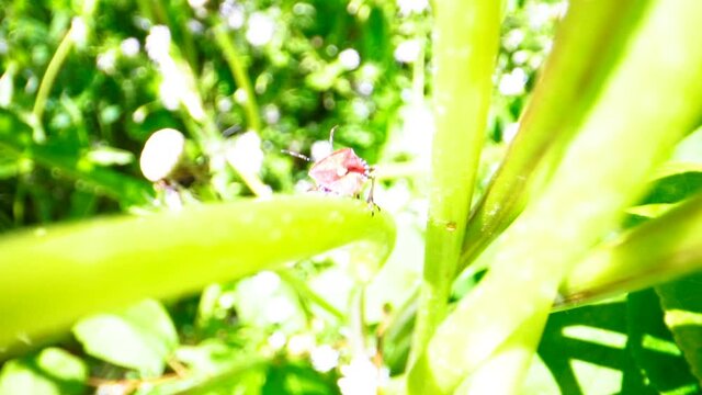A Pyrrhocoris apterus or European firebug found on the stalk of the plant