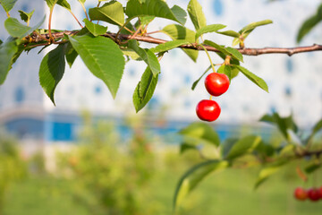 Ripe red cherries in the garden, close-up