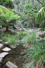 Obraz premium Carnarvon Gorge, Queensland, Australia. Featuring trees, creeks, rocks and walking trails