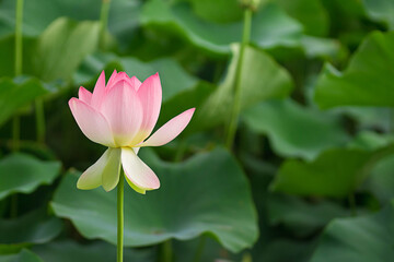 Fototapeta premium Beautiful pink blooming lotus,flower and natural background