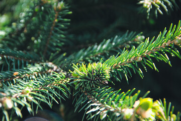 
Spruce in the sunlight