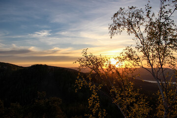 Fototapeta na wymiar Birch at sunset
