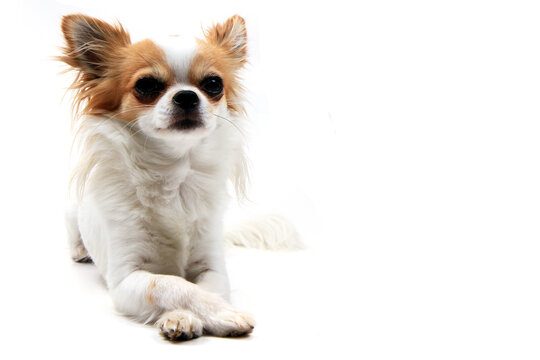 Long Haired Chihuahua" Images – Browse 248 Stock Photos, Vectors, and Video  | Adobe Stock