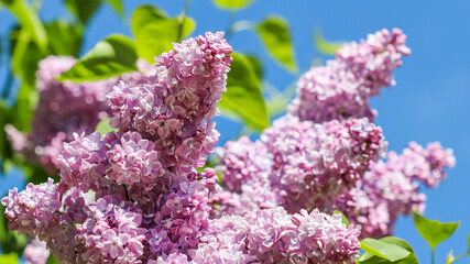 Flowering branch of lilac on a background of blue sky in spring garden © OLAYOLA