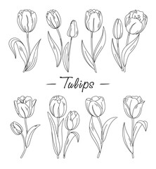 Tulips. Vector set of outline hand drawn tulips flowers isolated on white background. Spring flowers for coloring book, greeting card, invitation. Symbol for Women's Day and Mother's Day. Springtime