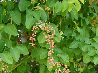 Obraz premium Berchemia racemosa, arbuste grimpant au feuillage décoratif, arrondi à oval et veiné, sur des rameaux souples portant des grappes de petites baies verdâtre et jaunâtre non matures puis jaune et rouge 