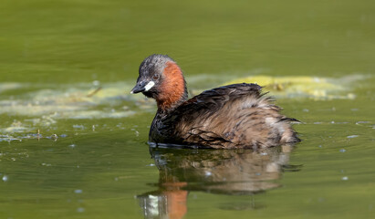 Little Grebe Fishing
