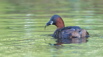 Little Grebe Fishing
