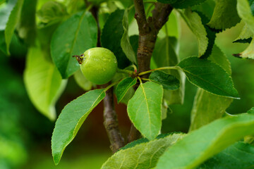 Green small apple on the tree branch with green leaves . High quality photo