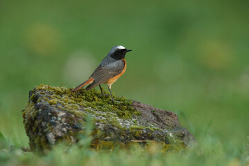 Common redstart male with the last lights of the evening
