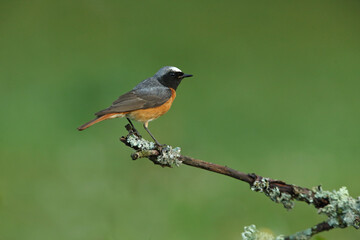 Common redstart male with the last lights of the evening