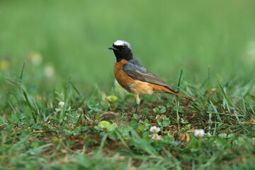 Common redstart male with the last lights of the evening