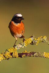 Common redstart male with the last lights of the evening
