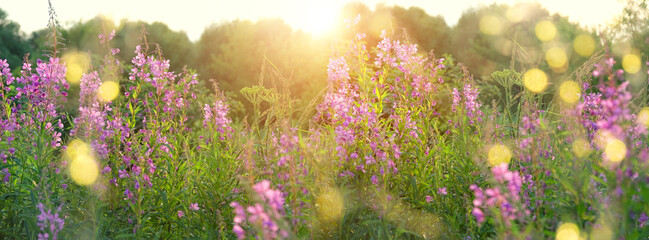 nature background with purple wild flowers. blossom lilac flowers Ivan-tea, kiprei or epilobium. herbal tea on meadow. summer time. banner - obrazy, fototapety, plakaty