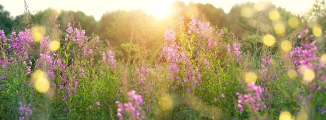 Poster nature background with purple wild flowers. blossom lilac flowers Ivan-tea, kiprei or epilobium. herbal tea on meadow. summer time. banner © Ju_see