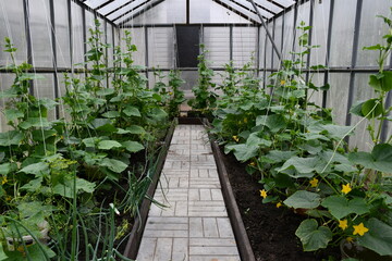 Cucumber beds in the greenhouse. The track is lined with tiles. Plants with flowers and large leaves are tied with white cords.