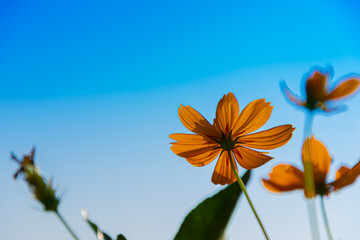 orange flower against blue sky