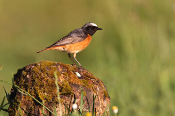 Common redstart male with the last lights of the evening
