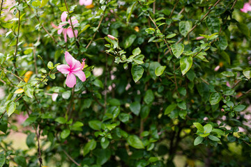 pink hibiscus 