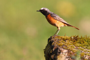 Common redstart male with the last lights of the evening