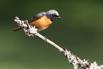 Common redstart with summer plumage, Phoenicurus phoenicurus
