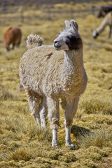 Obraz premium Beautiful white flame in a yellow grass landscape in Peru
