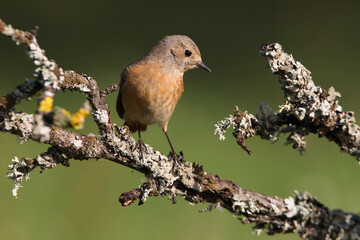 Female of Common redstart, Phoenicurus phoenicurus