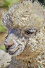 Detail of the head of a white alpaca