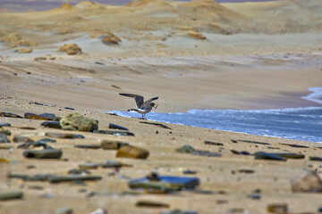 Seagull perched on the beach picking up a stone with its beak
