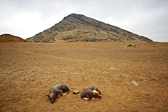 Peruvian hairless dogs sleeping in the sand