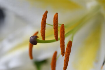 Close-up image of stamen and pistil of a lily.