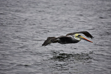 Peruvian Pelican flying at sea level with beautiful colors