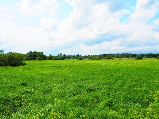 green field and blue sky