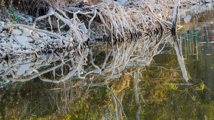  the tree roots in the water