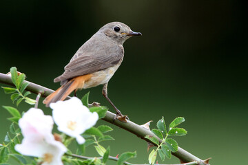 Female of Common redstart, Phoenicurus phoenicurus