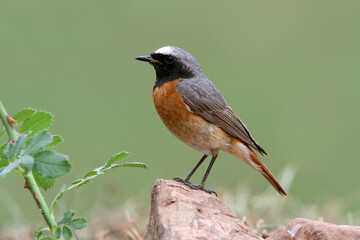 Common redstart with summer plumage, Phoenicurus phoenicurus