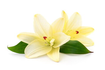 Obraz premium Two yellow lilies.