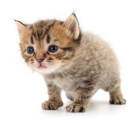 Obraz premium Kitten on white background.