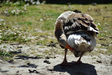 goose on the farm outside in the summer time alone with the plants and nature