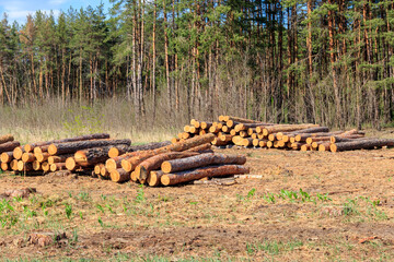 Stacked tree trunks felled by the logging timber industry in pine forest