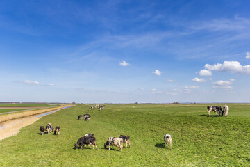 Cows on the dike at the IJsselmeer in Gaasterland, Netherlands