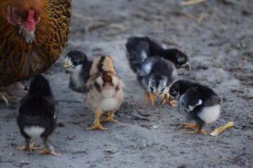 chicks chickens outside on the farm in the summer time with feathers new born out of egg