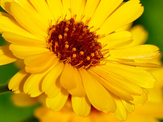Calendula, medicinal plant with flower