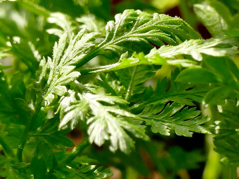 345 Artemisia Annua Images, Stock Photos, 3D objects, & Vectors