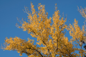 Autumn leaves with blue sky background