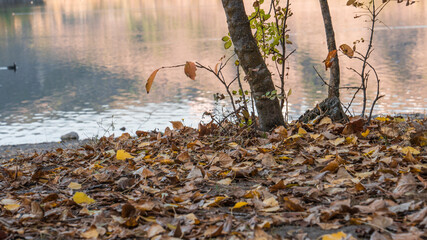 autumn leaves fuzzy a view from the lake in the blurred background